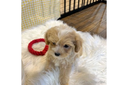成約済の栃木県のマルプー:マルチーズ×トイプードル-343682の13枚目