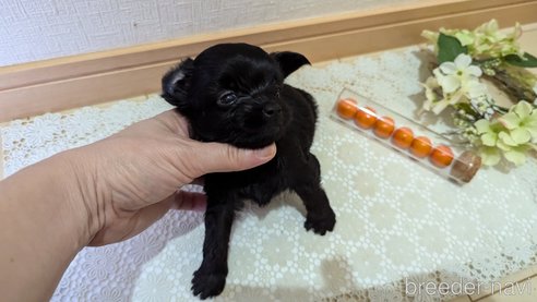 成約済の広島県のチワプー:チワワ×トイプードル-341212の101枚目