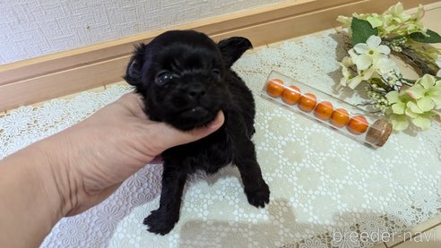成約済の広島県のチワプー:チワワ×トイプードル-341212の102枚目