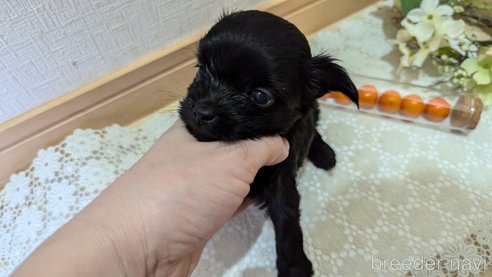 成約済の広島県のチワプー:チワワ×トイプードル-341212の98枚目