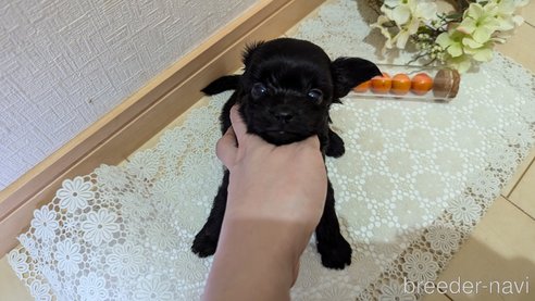 成約済の広島県のチワプー:チワワ×トイプードル-341212の99枚目