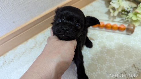 成約済の広島県のチワプー:チワワ×トイプードル-341212の100枚目