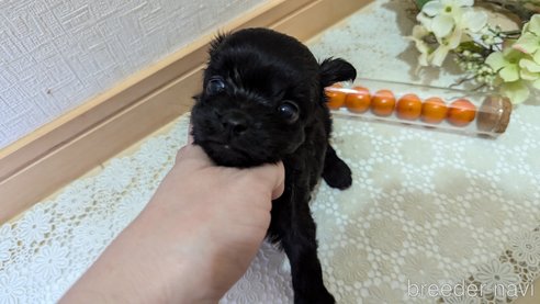 成約済の広島県のチワプー:チワワ×トイプードル-341212の96枚目