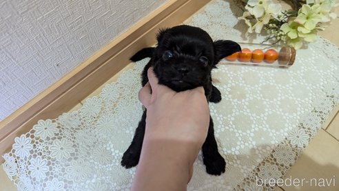 成約済の広島県のチワプー:チワワ×トイプードル-341212の97枚目