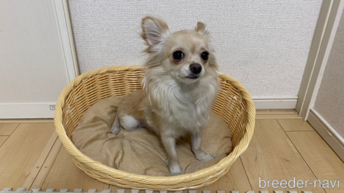 モカちゃん1枚目