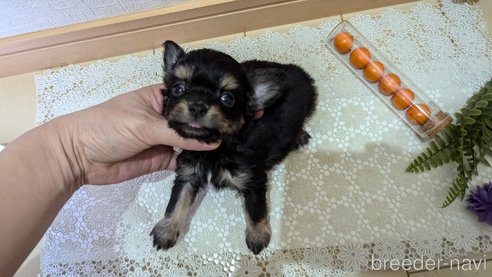 成約済の広島県のチワプー:チワワ×トイプードル-341216の54枚目