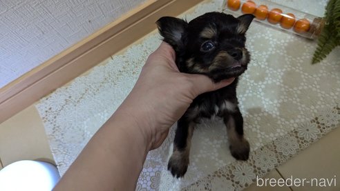 成約済の広島県のチワプー:チワワ×トイプードル-341216の53枚目