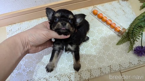 成約済の広島県のチワプー:チワワ×トイプードル-341216の52枚目