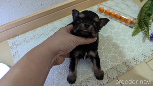 成約済の広島県のチワプー:チワワ×トイプードル-341216の51枚目