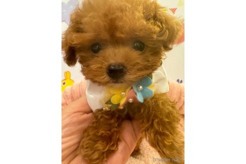 成約済の埼玉県のティーカッププードル-343439の4枚目