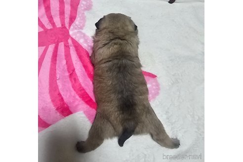 成約済の岡山県のパグ-343443の9枚目