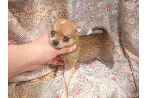 成約済の鹿児島県のポメチワ:ポメラニアン×チワワ-337776の3枚目
