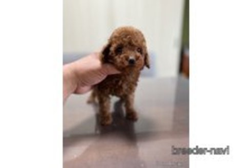 成約済の静岡県のトイプードル-342131の2枚目