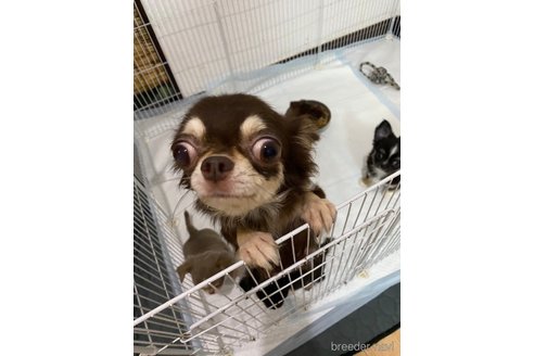チョコちゃん1枚目