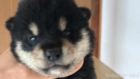 成約済のの柴犬-343451