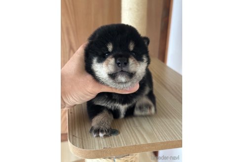 成約済の茨城県の柴犬-343451の5枚目