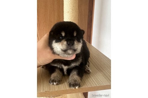 成約済の茨城県の柴犬-343451の4枚目