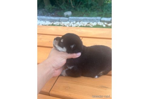 成約済の茨城県の柴犬-343451の3枚目