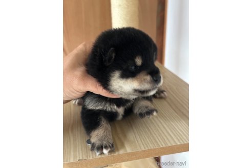 成約済の茨城県の柴犬-343451の2枚目