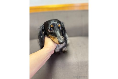 成約済の愛知県のミニチュアダックスフンド(ロングヘアード)-343453の6枚目