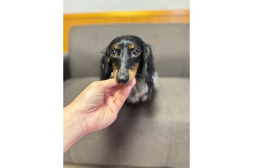 成約済の愛知県のミニチュアダックスフンド(ロングヘアード)-343453の7枚目