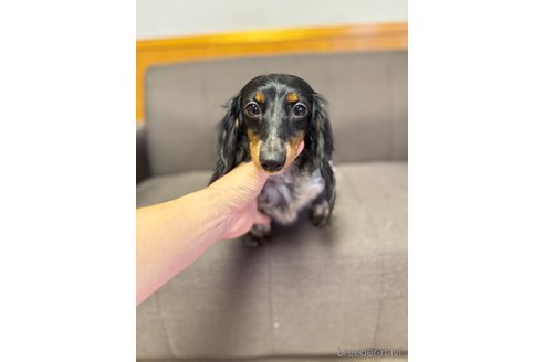 成約済の愛知県のミニチュアダックスフンド(ロングヘアード)-343453の8枚目