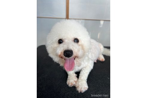 ポポちゃんちゃん1枚目