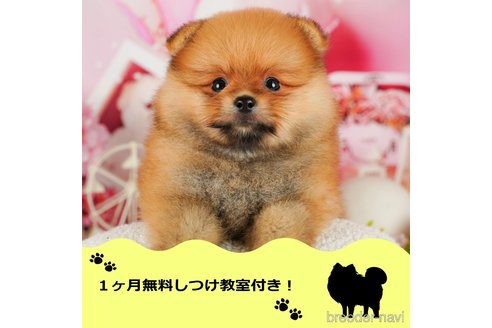 成約済ののポメラニアン-343517