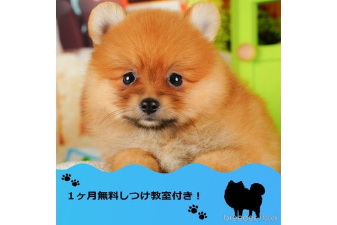 成約済の千葉県のポメラニアン-343521の1枚目