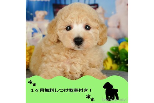 成約済の千葉県のトイプードル-343530の1枚目