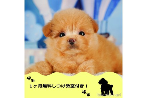 成約済ののポメプー:ポメラニアン×トイプードル-343537