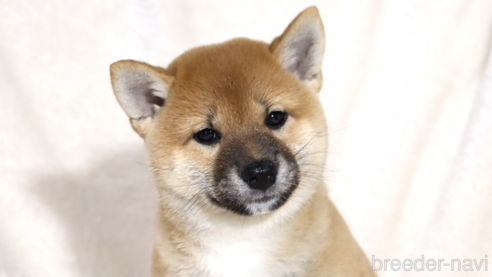成約済の滋賀県の柴犬-338581の1枚目