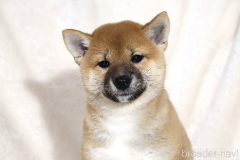 成約済の滋賀県の柴犬-338581の8枚目