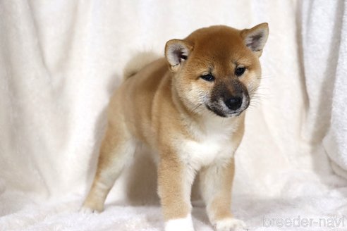 成約済の滋賀県の柴犬-338581の7枚目