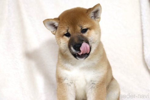 成約済の滋賀県の柴犬-338581の6枚目