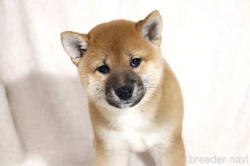 成約済の滋賀県の柴犬-338581の4枚目