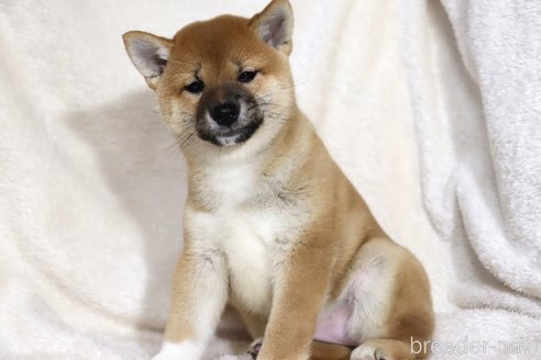 成約済の滋賀県の柴犬-338581の3枚目