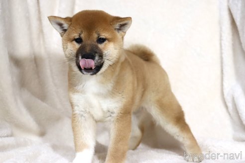 成約済の滋賀県の柴犬-338581の2枚目