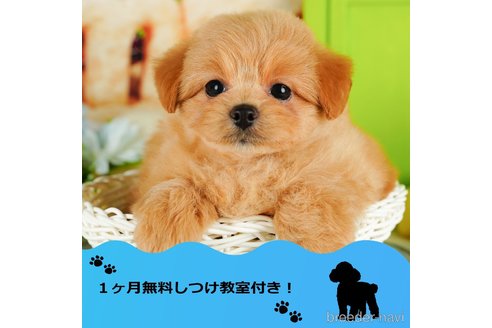 成約済の千葉県のポメプー:ポメラニアン×トイプードル-343541の1枚目