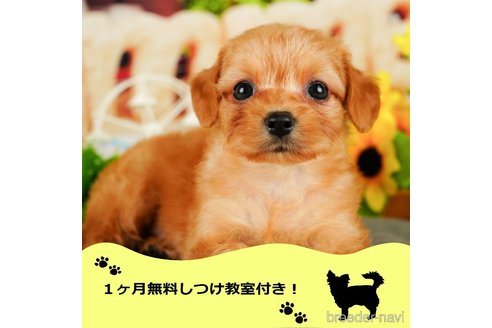 成約済ののチワプー:チワワ×トイプードル-343543