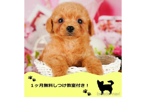 成約済の千葉県のチワプー:チワワ×トイプードル-343546の1枚目