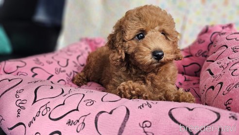 成約済の愛知県のトイプードル-329815の5枚目