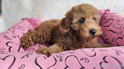 成約済の愛知県のトイプードル-329815の2枚目