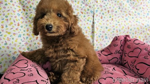 成約済の愛知県のトイプードル-329816の2枚目