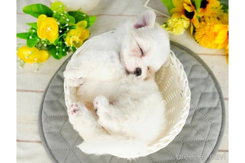 成約済の千葉県のマルチーズ-343553の4枚目