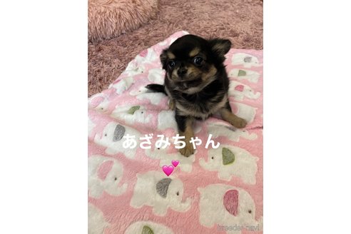 成約済の静岡県のチワワ(ロングコート)-343556の5枚目