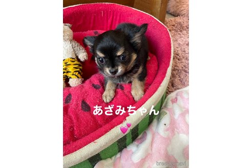成約済の静岡県のチワワ(ロングコート)-343556の6枚目