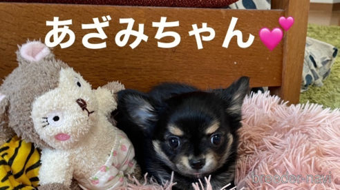 成約済の静岡県のチワワ(ロングコート)-343556の1枚目