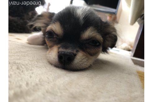 成約済の高知県のチワワ(ロングコート)-329752の5枚目