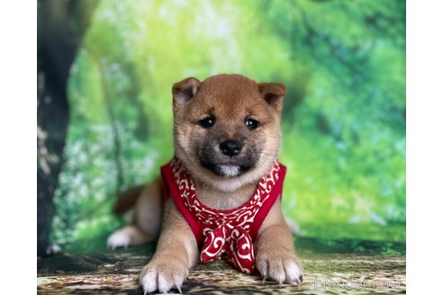 子犬